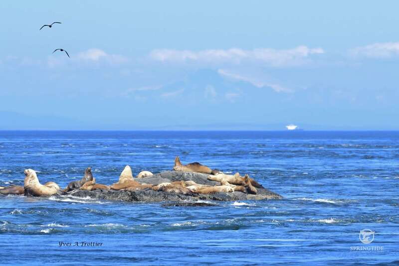 Victoria: 3-Hour Whale Watching Tour - Searching for humpback whales and orcas