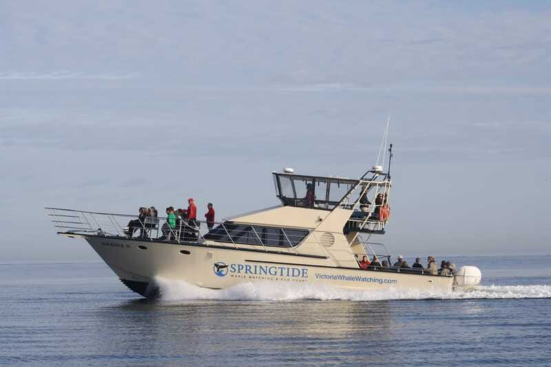 Victoria: 3-Hour Whale Watching Tour - Seals, sea lions, porpoises, and birds