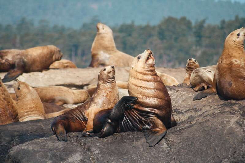 Victoria: 3-Hour Whale Watching Tour - Is the $123 price good value?