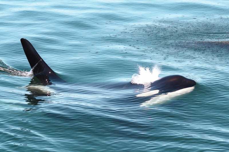 Victoria: 3-Hour Whale Watching Tour - Clothing, comfort, and practical limits