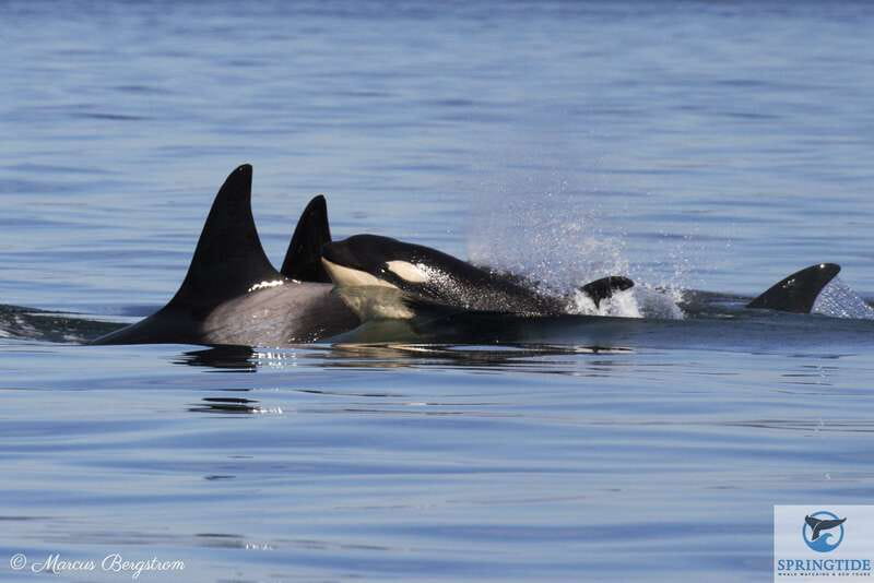 Victoria: 3-Hour Whale Watching Tour - Boarding the Marauder IV Ocean Cruiser