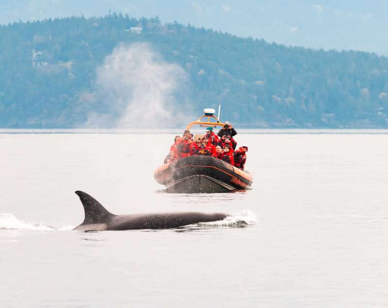 Victoria: 3-Hour Zodiac Whale-Watching Tour - Key Points to Know Before You Go