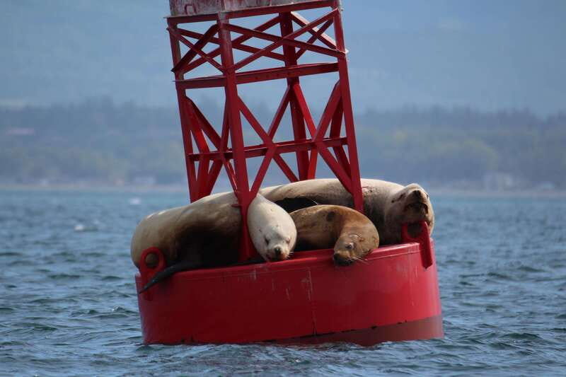 Victoria: 3-Hour Zodiac Whale-Watching Tour - Who Should Book This Zodiac Tour?
