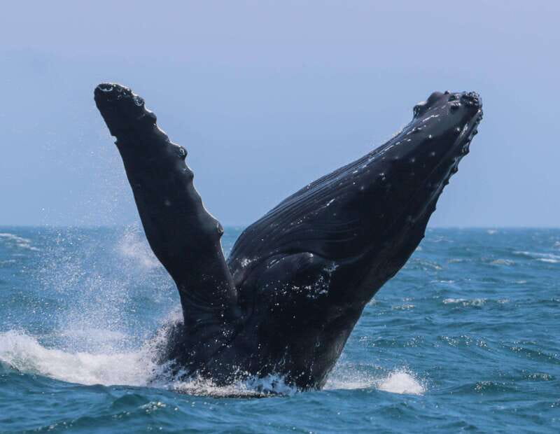 Victoria: 3-Hour Zodiac Whale-Watching Tour - Leaving Victoria Harbour for the Salish Sea