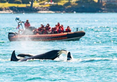 3-Hour Zodiac Whale-Watching Tour