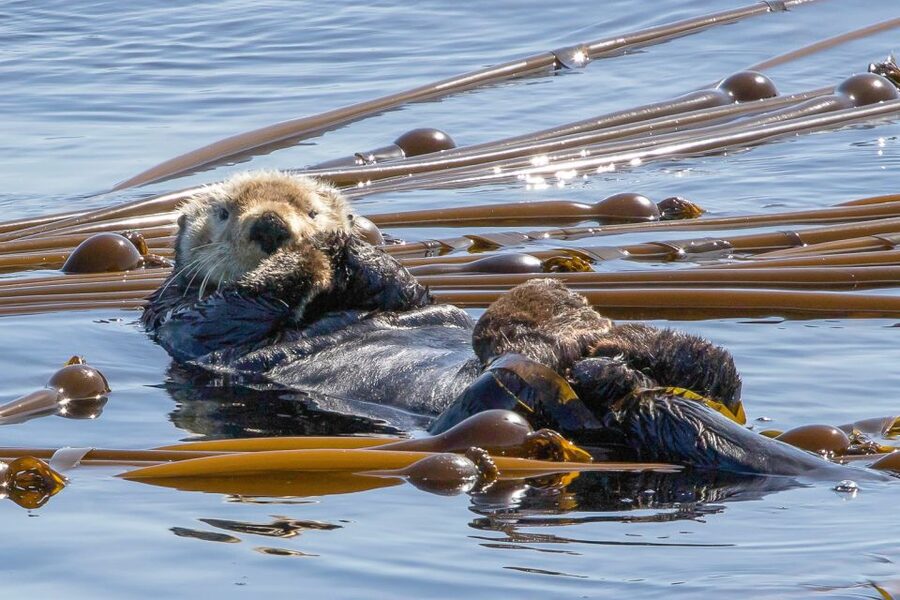 Victoria: 3-Hour Zodiac Whale-Watching Tour - What the Three-Hour Schedule Feels Like