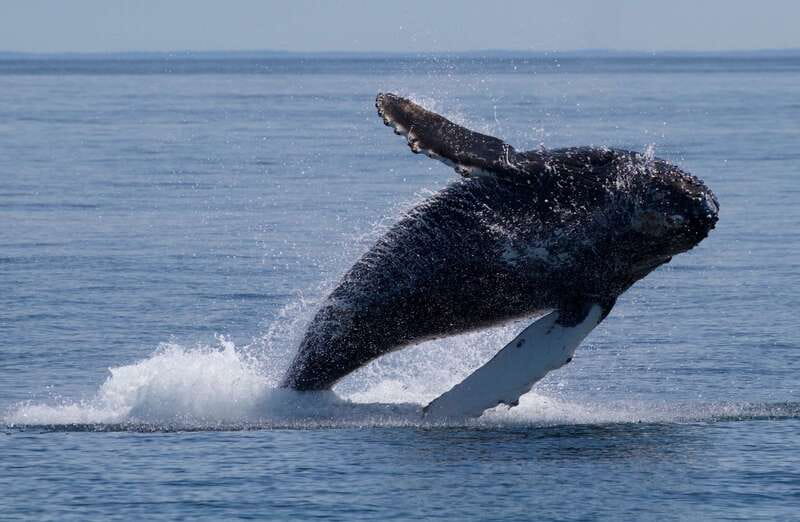Victoria, BC: 3-Hour Ultimate Whale & Marine Wildlife Tour - Key points at a glance