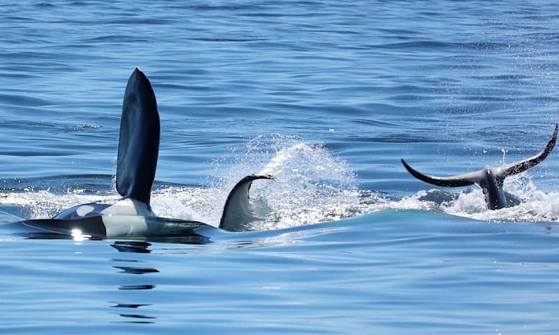 Victoria, BC: 3-Hour Ultimate Whale & Marine Wildlife Tour - Practical booking advice for Victoria