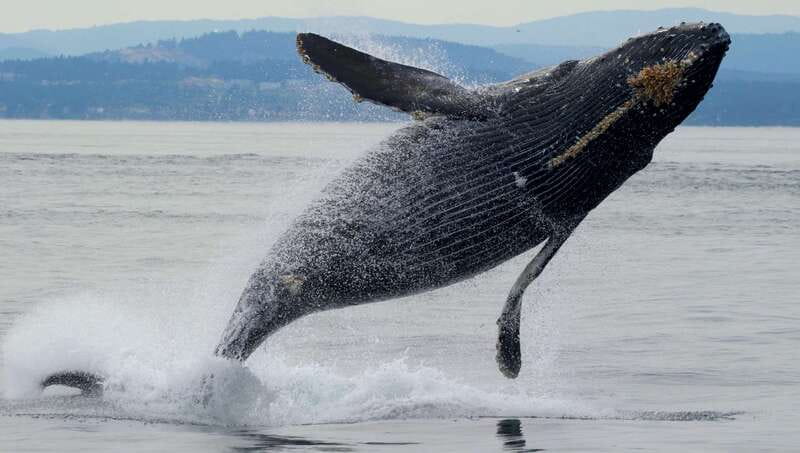 Victoria, BC: 3-Hour Ultimate Whale & Marine Wildlife Tour - Leaving Victoria beside the Fairmont Empress