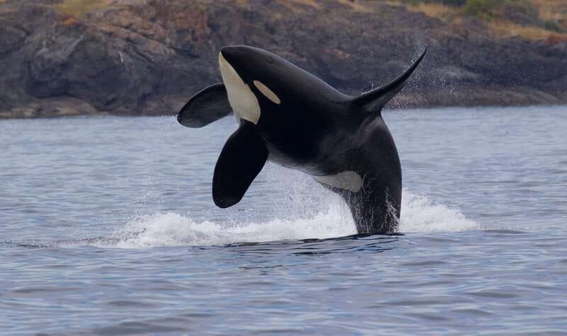 Victoria, BC: 3-Hour Ultimate Whale & Marine Wildlife Tour - Searching the Salish Sea for orcas and humpbacks