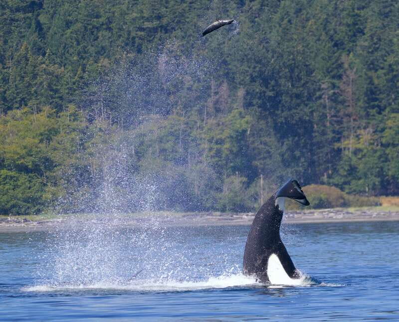 Victoria, BC: 3-Hour Ultimate Whale & Marine Wildlife Tour - The wildlife list is longer than whales