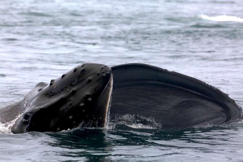 Victoria, BC: 3-Hour Ultimate Whale & Marine Wildlife Tour - Why the marine biologists make a difference