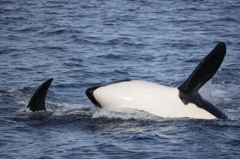 Victoria, BC: 3-Hour Ultimate Whale & Marine Wildlife Tour - Is $125 a fair price?