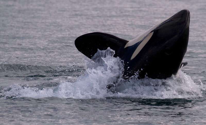 Victoria, BC: 3-Hour Ultimate Whale & Marine Wildlife Tour - A purpose-built boat with room to look around