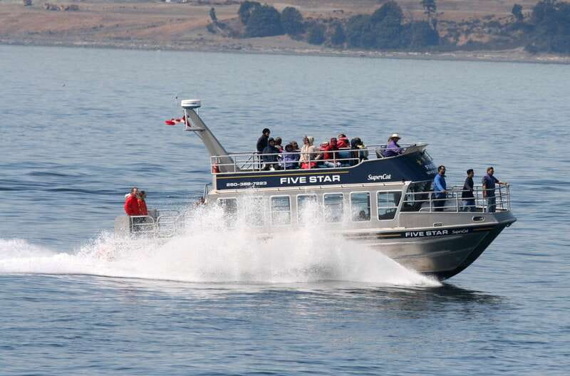Victoria BC: 3-Hour Whale Watching Expedition - Key points to know before you book