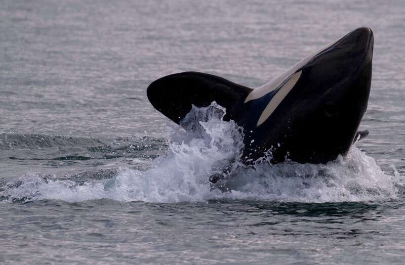 Victoria BC: 3-Hour Whale Watching Expedition - Leaving from the Empress for three hours at sea