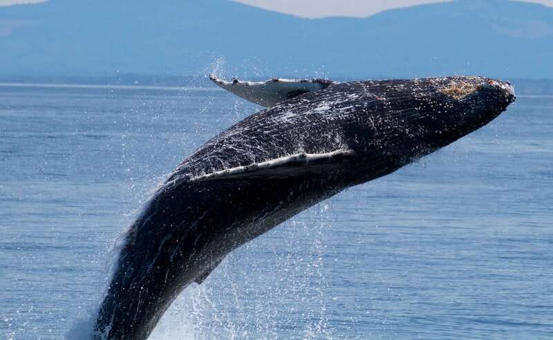 Victoria BC: 3-Hour Whale Watching Expedition - The Salish Sea search for orcas and humpbacks