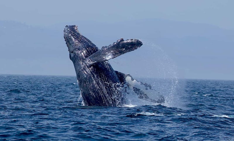 Victoria BC: 3-Hour Whale Watching Expedition - Wildlife sightings are exciting, but never guaranteed