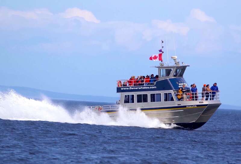 Victoria BC: 3-Hour Whale Watching Expedition - Price, timing, and what your $130 covers
