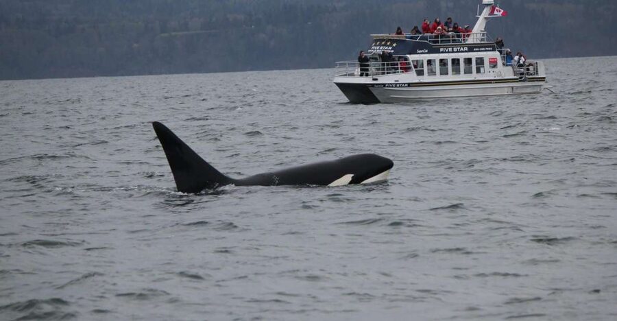 Victoria BC: 3-Hour Whale Watching Expedition - Comfort, clothing, and access concerns
