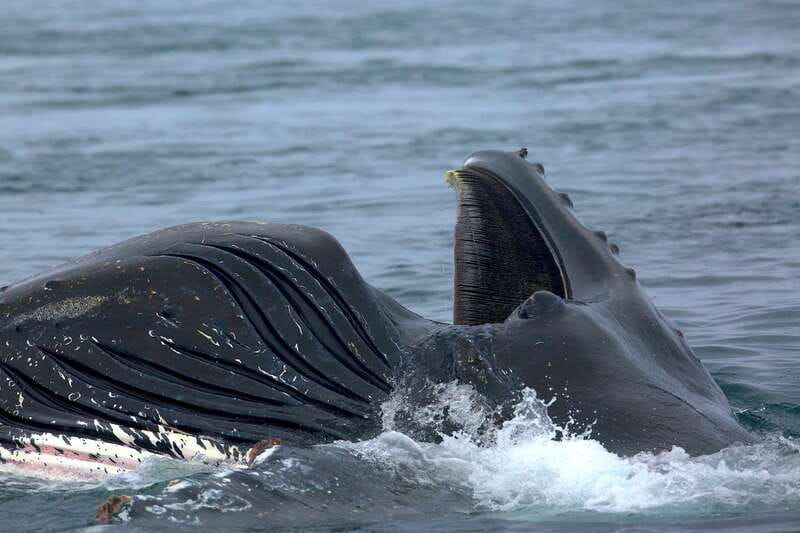 Victoria BC: 3-Hour Whale Watching Expedition - Who will enjoy this Victoria whale watch most