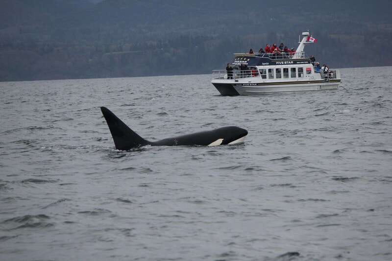 Victoria BC: 3-Hour Whale Watching Expedition - What the 40-passenger catamaran feels like