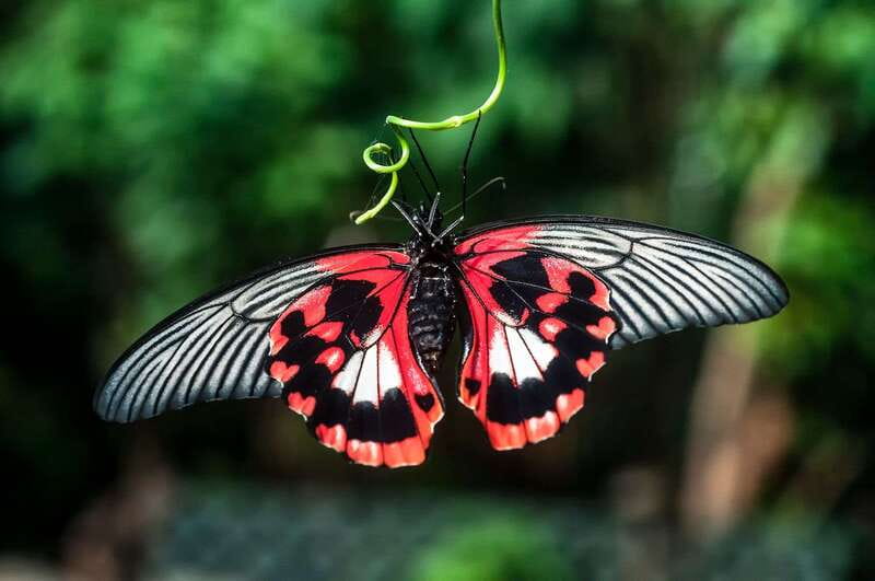 Victoria: Butterfly Gardens Admission Ticket - Tropical flowers, carnivorous plants, and fruit