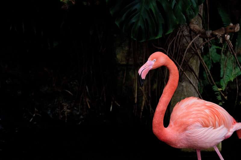 Victoria: Butterfly Gardens Admission Ticket - The stream, pond, and indoor waterfall