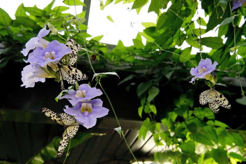 Victoria: Butterfly Gardens Admission Ticket - How much time should you allow?