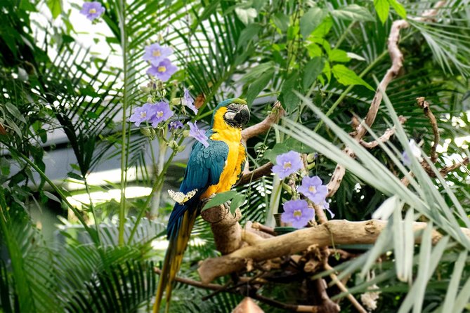 Victoria Butterfly Gardens Ticket - Key points to know before you go