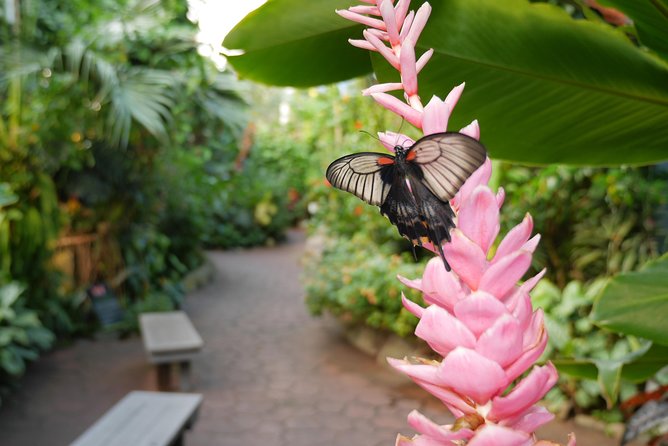 Victoria Butterfly Gardens Ticket - Entering the tropical conservatory