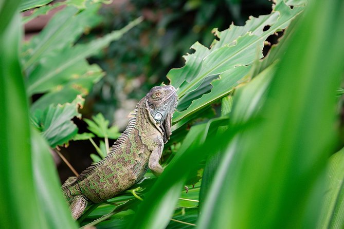 Victoria Butterfly Gardens Ticket - Tropical plants, water, and a quiet pace