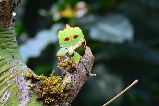 Victoria Butterfly Gardens Ticket - The insectarium adds a second focus