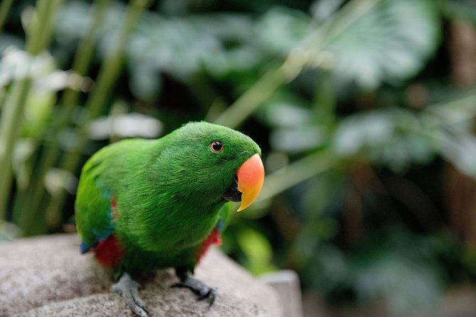 Victoria Butterfly Gardens Ticket - How long to stay and how to plan the day