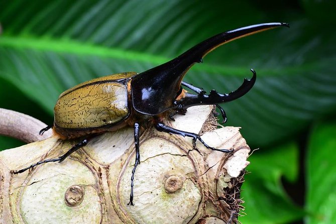 Victoria Butterfly Gardens Ticket - The animals hiding beyond the flowers