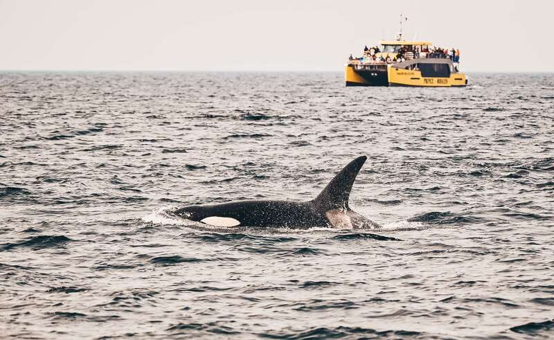 Victoria: Covered Whale Watching Adventure with Free Photos - Key points to know before you go