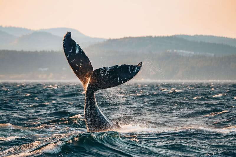 Victoria: Covered Whale Watching Adventure with Free Photos - Finding orcas and humpback whales