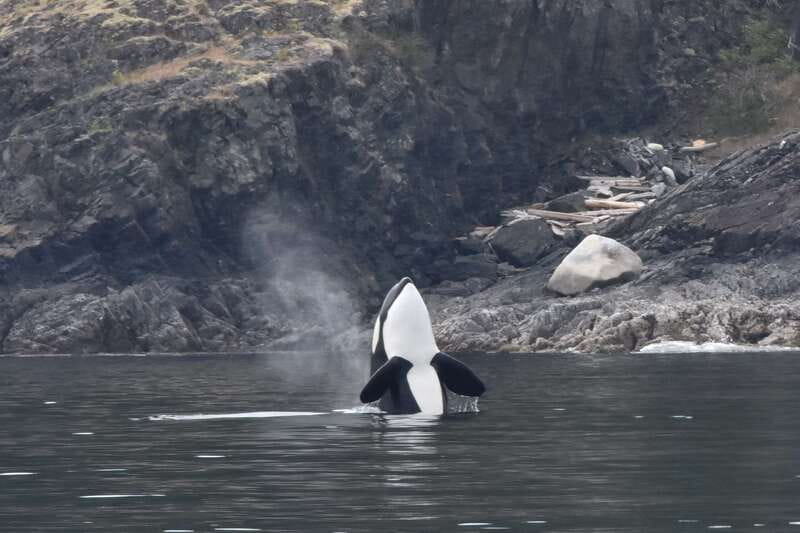 Victoria: Covered Whale Watching Adventure with Free Photos - Free photos let you watch instead of multitask