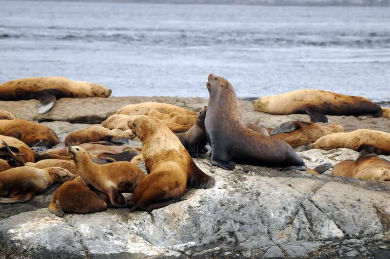 Victoria: Covered Whale Watching Adventure with Free Photos - What the full four hours feel like