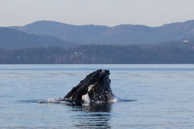 Victoria: Covered Whale Watching Adventure with Free Photos - Who should book this Victoria whale tour