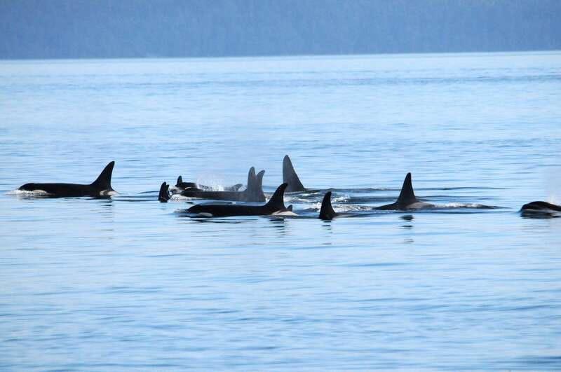 Victoria: Covered Whale Watching Adventure with Free Photos - Crossing the Strait of Juan de Fuca