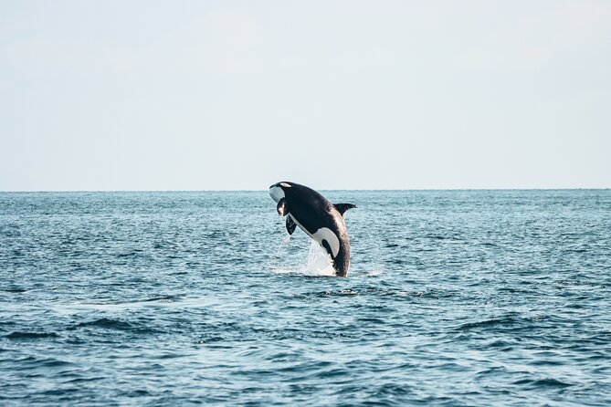 Victoria Half-Day Whale Watching Adventure with Free Photos - Five things to know before you book