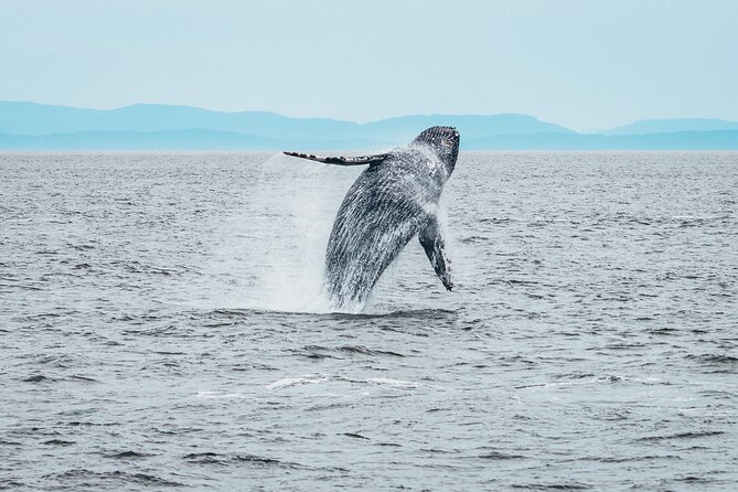 Victoria Half-Day Whale Watching Adventure with Free Photos - Where the free photos add real value
