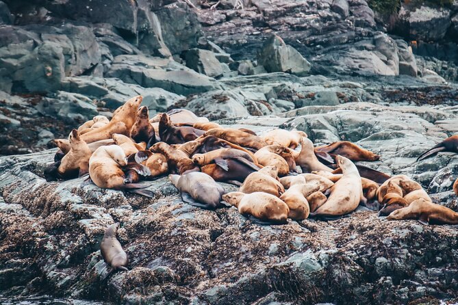 Victoria Half-Day Whale Watching Adventure with Free Photos - Comfort, timing, and the three-and-a-half-hour commitment