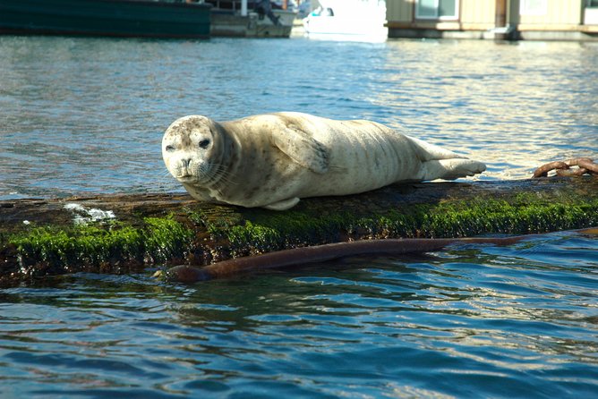 Victoria Harbour Kayak Tour - Key points to know before you paddle