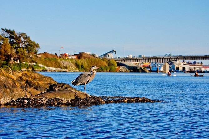Victoria Harbour Kayak Tour - A calm pace with useful local stories