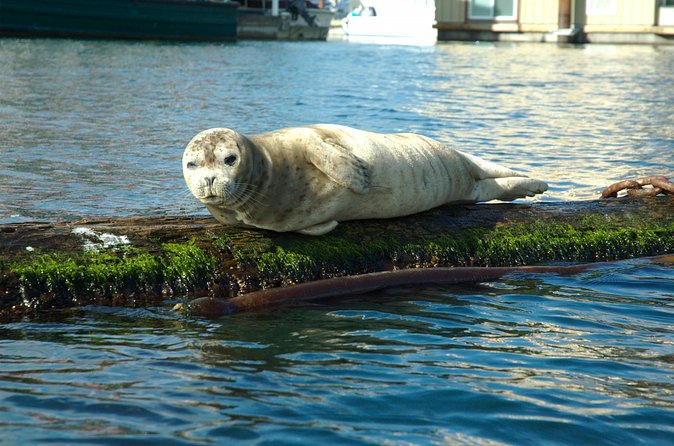 Victoria Harbour Kayak Tour - Is $74.35 a good value?