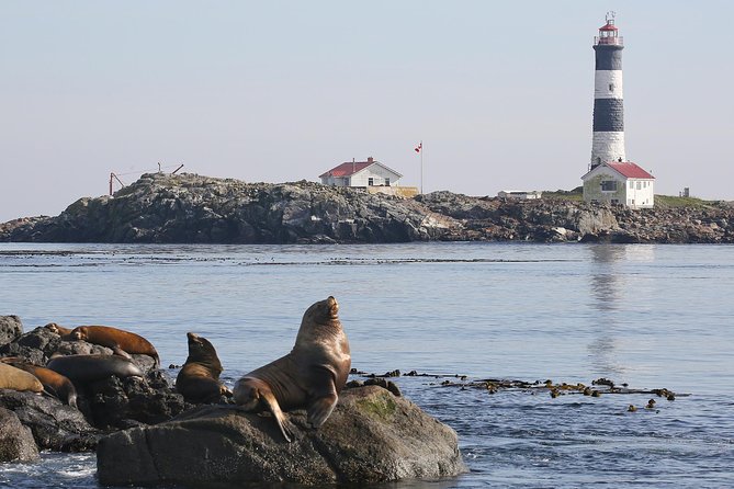 Victoria Marine Wildlife Tour - Key points at a glance