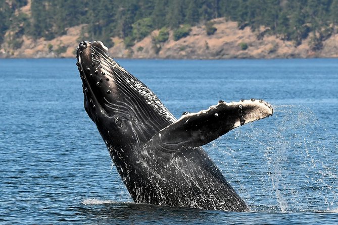 Victoria Marine Wildlife Tour - Searching for Whales and Watching the Water
