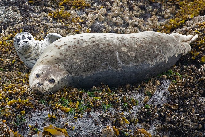 Victoria Marine Wildlife Tour - The Guides Make the Trip More Than a Boat Ride